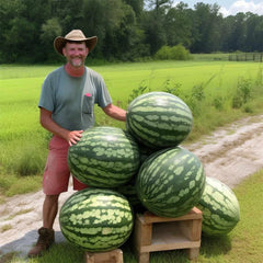 Florida Giant Watermelon Seeds - 24 Heirloom Seeds - Non-GMO, Organic, Rare - Fresh - Citrullus lanatus