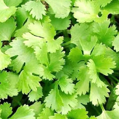 Cilantro Seeds | NON-GMO Heirloom | Fresh Garden Seeds | Coriandrum sativum