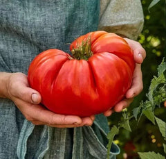 Giant Beefsteak Tomato Seeds - 10+ Heirloom Organic Non-GMO Seeds - Perfect for Home Gardening - Solanum lycopersicum