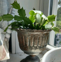 Thanksgiving Christmas Cactus Cutting - Rooted Houseplant - Schlumbergera