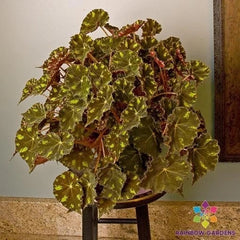 Kit Kat Begonia Seeds - 25+ Count - Garden Planting - USA Grown - Free Shipping - Ideal for Indoor/Outdoor Use