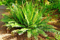 Western Sword Fern Spores, Large 3' x 3'+, Very Hardy to -4°F (Polystichum munitum)