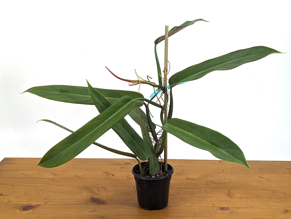 Philodendron Bicolor Large Rooted Rare Aroid Plant | 4 Inch Pot | Exotic Indoor Houseplant