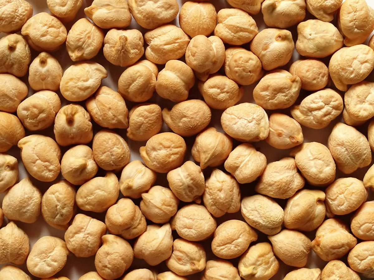 Garbanzo Bean Seeds - 8 Ounce Pack - Chickpea Variety - Cicer arietinum
