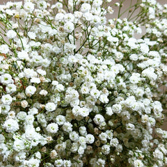Baby's Breath Seeds - Perennial Gypsophila Paniculata - Ideal for 2025 Planting - Flower Garden Seeds