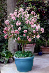 Rare Pale Pink Sugar Tip Double Rose of Sharon Hibiscus Cuttings - 6 Dipped Plant Cuttings (Hibiscus syriacus)