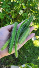 Fresh Cuttings Dog Tail Cactus 4x Aporocactus Flagelliformis Succulent Plant