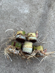 Rooted Sugarcane Cuttings - 5pcs Sweet Juicy Tropical Plant - Saccharum officinarum