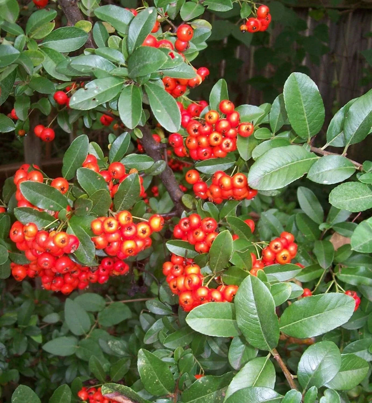 Scarlet Firethorn Seeds (30+ Seeds) - Pyracantha coccinea Shrub, Bush for Garden Landscaping
