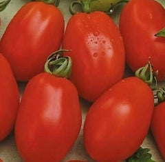 RIO GRANDE TOMATO SEEDS 100+ Vegetable Garden Culinary Sauce (Solanum lycopersicum) - Heirloom Variety