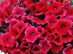 Petunia Seeds - 50 Bright Red Seeds for Containers, Hanging Baskets, and Windows - Petunia x hybrida