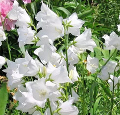 White Peach Leaf Bellflower Seeds, 255 Seeds, Large Flowers, Campanula persicifolia