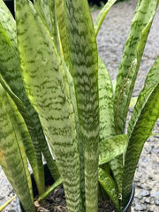 3 Rooted Snake Plants Value Pack | Sansevieria Zeylanica