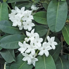 Madagascar Jasmine Starter Plant - Small Rooted Green Leaf Stephanotis - Fragrant Indoor Flowering Plant (Stephanotis floribunda)