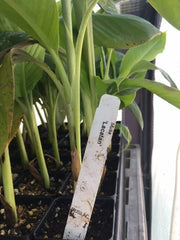 Musa Lacatan Banana Plant - Live Plant - Philippine Banana - Sweet Cavendish Variety - Ideal for Zones 8-11