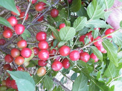 Dormant Nanking Cherry Bush Plant, Rooted, Prunus tomentosa, Red Fruit, Zones 4-8, Edible Tart Fruit for Fresh Eating