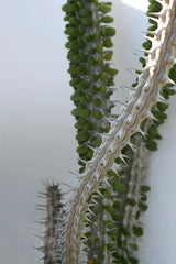 Healthy Live Alluaudia Procera Plant - Madagascar Ocotillo - Unique Deciduous Succulent - Madagascar Spiny Forest Plant