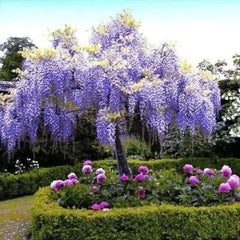 Chinese Blue Wisteria Tree 2ft Tall, Flowering Accent Tree, Wisteria sinensis, Beautiful Landscape Plant