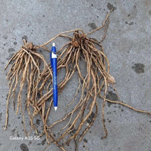 Asparagus Roots Set of 25 - Mary Washington Variety - Asparagus Crowns - Asparagus officinalis