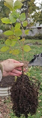 American Hazelnut Seedlings - One Year Old Native Hazelnut - Corylus Americana - Healthy Air Pruned Roots for Easy Transplanting