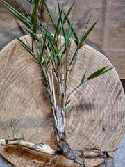 Giant River Cane Live Plant Start - 2 Bamboo Rhizomes Arundinaria gigantea - Hardy NC Grown Rooted Babies - Free Shipping