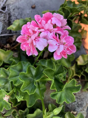 Rare Pink Rosette Pelargonium Ivy Geranium 6" Live Plant Cutting