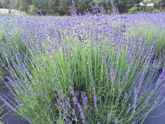 Munstead English Lavender Live Plant, 1" Starter, Drought-Resistant, Angustifolia Munstead, Aromatic Garden Essential