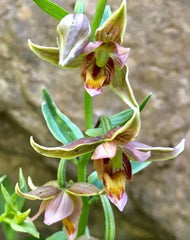 Adam & Eve Orchid Plant - Bare-Root Aplectrum hyemale - Unique Pleated Leaves - Native to Eastern U.S. & Canada