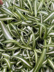 Curly Spider Plants - 4 Rooted Live Indoor Houseplants - Easy Care, Bright Indirect Light - Chlorophytum comosum