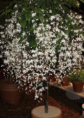 4" Pot Bridal Veil Plant, Clerodendrum Wallichii, Rare White Blooms, Easy Care Hummingbird Attraction, Unique Flowers