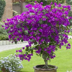 Well Rooted Bougainvillea Starter Plant - Violet - Tropical Bougainvillea (Bougainvillea spp.)