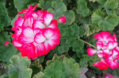 Rare Red & White Geranium Live Plant Cuttings 2x6" & 3x5" Pelargonium Fragrant Blooms Drought Tolerant USDA Zone 5-10