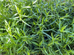 French Tarragon Live Plant - Healthy Starter in 1" Pot - Artemisia dracunculus - Culinary Herb for Flavorful Dishes