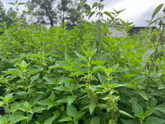 Live Stinging Nettle Roots - 3 Bare-Root Medicinal Herbs, Urtica dioica, Organically Grown for Planting