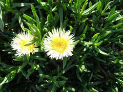 Ice Plant Cuttings 5x6" Yellow & White Ground Cover Succulents, Delosperma, Fresh, No Roots, No Soil, No Pots