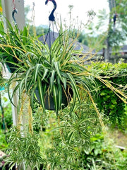 Rooted Spider Plant Set of 6 - White Green Variegated - Easy Care Indoor/Outdoor Perennial (Chlorophytum comosum)