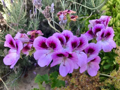 Lavender Purple Pelargonium Geranium 6" Live Plant Cutting - Regal Fancy Geranium