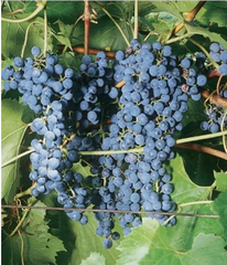 Frontenac Grape Vine Cuttings – Vitis Hybrid, 6 Unrooted Hardwood Cuttings for Propagation