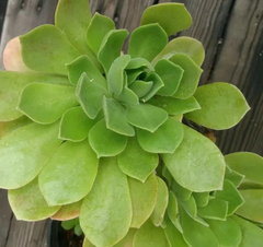 Aeonium arboreum Cuttings 2pcs | Fresh Live Succulent Stems | Easy to Root Aeonium Starter | Tree Aeonium for Pots & Gardens