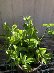 Passion Fruit Vine Cuttings for Planting – 5 Unrooted Passiflora edulis Stems, Tropical Climbing Plant