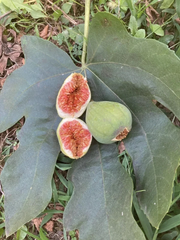 Desert King Fig Cuttings – 9 Fresh Branch Cuttings + 1 Free – Organic White/Green Fig Variety for Rooting