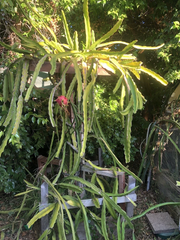 Dragon Fruit Cuttings – 3 Live Pitaya Cuttings 8+ Inches Long, Assorted Hylocereus Varieties for Planting