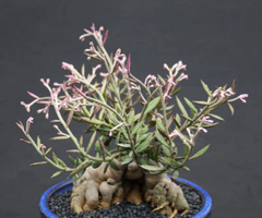Monadenium rubellum Seeds – 25 Exotic Caudex Bonsai Seeds, Rare Caduciform Succulent for Collectors & Indoor Growing