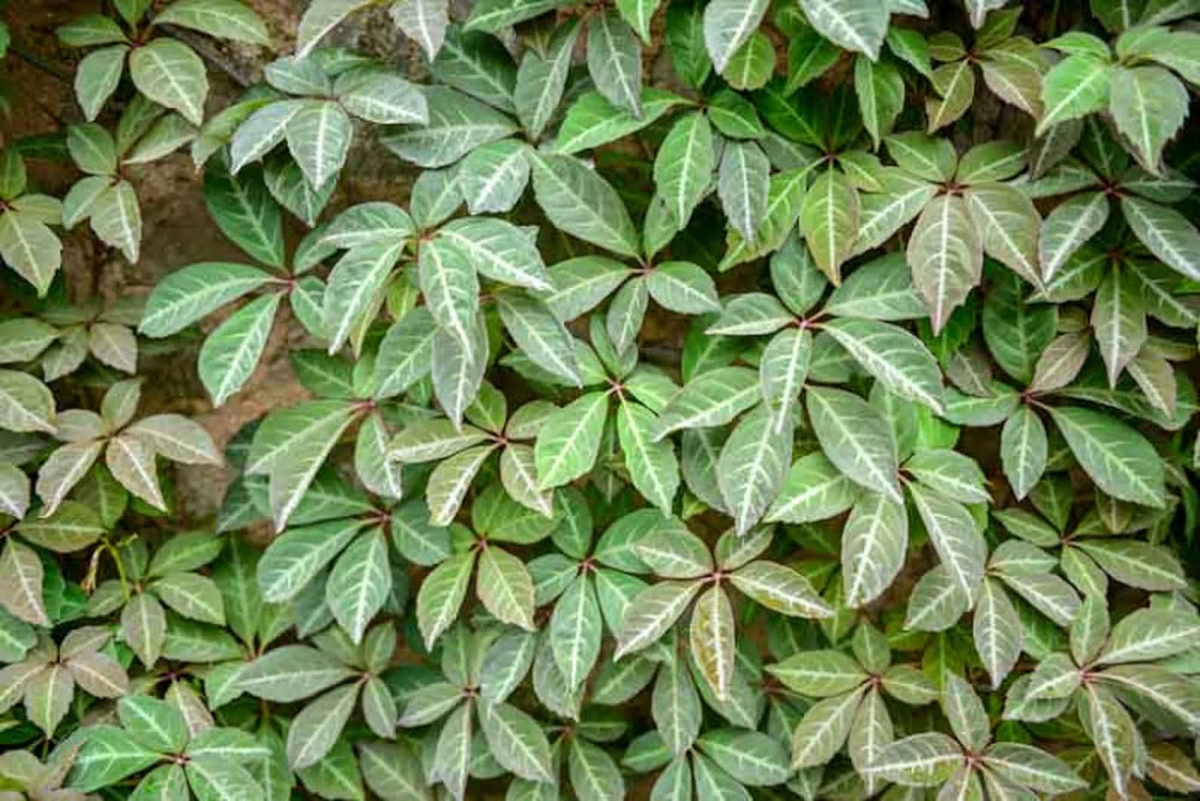 Virginia Creeper Cuttings – 10 Unrooted Parthenocissus quinquefolia Vines, 6–8" Long, Fast Climbing Native Vine for Trellises & Fences