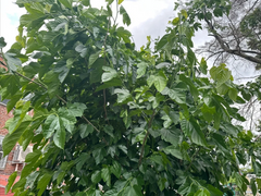 Pakistani Mulberry Tree Rooted Cutting – Live Fruit Tree Starter Plant – Fast Growing Garden Mulberry