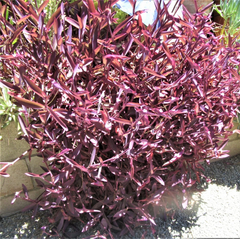 Purple Heart Tradescantia Pallida Cuttings – 8 Unrooted Purple Plant Cuttings – Trailing Houseplant Starter