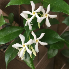 Star Jasmine Unrooted Cuttings – 7 Trachelospermum jasminoides Flowering Vine Cuttings, 6 Inch Live Plant Starts