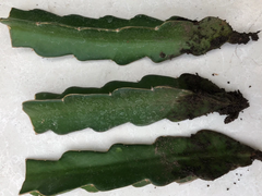 Red Dragon Fruit Rooted Plants – 3 Live Red Pitaya Cuttings Bare Root Ready to Plant – Hylocereus Starter