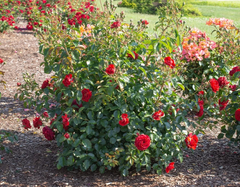 Canyon Road Floribunda Rose Cuttings for Planting – 6 Fresh Stems, Bright Brick Red Blooms