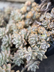 Ghost Plant Succulent Cuttings – 3 Inch Live Unrooted Graptopetalum Paraguayense, Rosette Succulent for Propagation